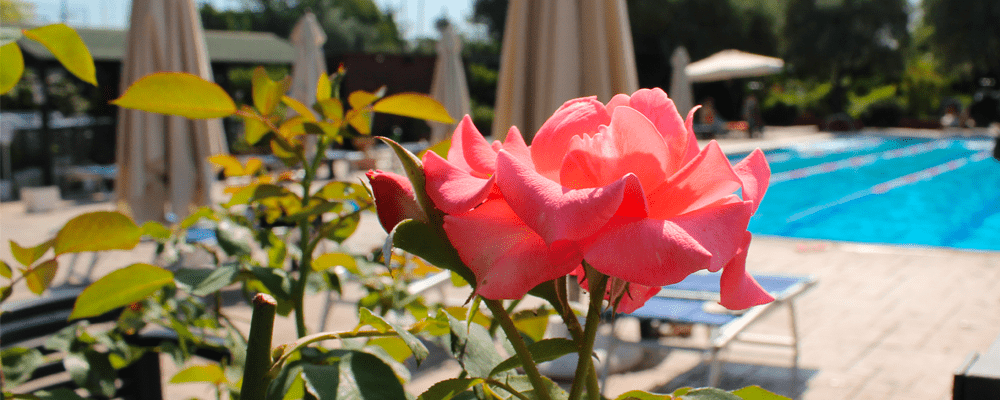 rosa in piscina