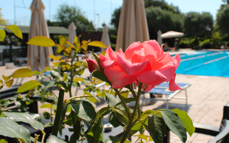 rosa-piscina Le Magnolie - Circolo Sportivo piscina con rosa